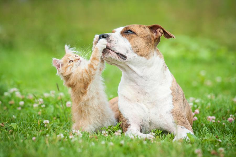 cat and dog playing